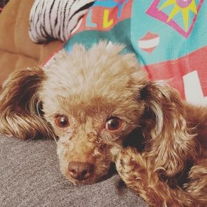 Meet your Posher, Nichelle